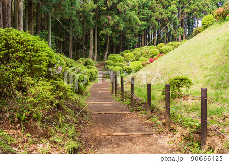 (静岡県)ツツジ咲く山中城址公園 (静岡県)ツツジ咲く山中城址公園 90666425