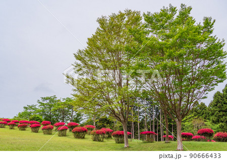 (静岡県)ツツジ咲く山中城址公園 (静岡県)ツツジ咲く山中城址公園 90666433