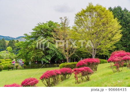 (静岡県)ツツジ咲く山中城址公園 (静岡県)ツツジ咲く山中城址公園 90666435