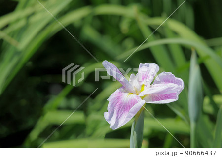 色とりどりに咲き人々の心を癒し続けるアヤメの花たち 90666437