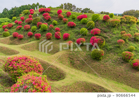 (静岡県)ツツジ咲く山中城址公園 美しい堀 (静岡県)ツツジ咲く山中城址公園 美しい堀 90666544