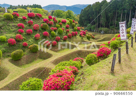 （静岡県）ツツジ咲く山中城址公園　美しい障子堀 90666550
