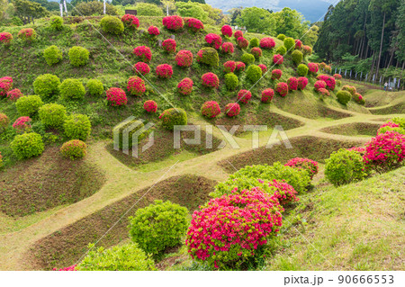 (静岡県)ツツジ咲く山中城址公園 美しい障子堀 (静岡県)ツツジ咲く山中城址公園 美しい障子堀 90666553