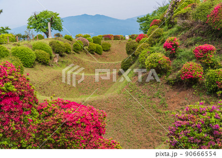 (静岡県)ツツジ咲く山中城址公園 美しい堀 (静岡県)ツツジ咲く山中城址公園 美しい堀 90666554