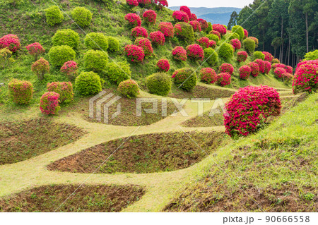 （静岡県）ツツジ咲く山中城址公園　美しい障子堀 90666558