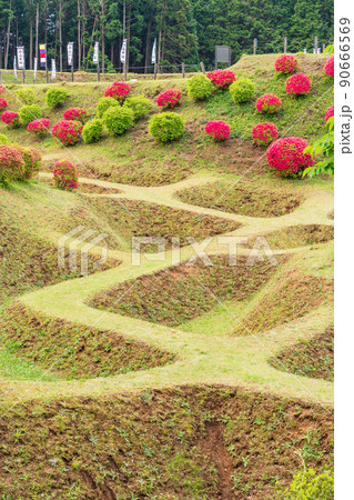 （静岡県）ツツジ咲く山中城址公園　美しい障子堀 90666569