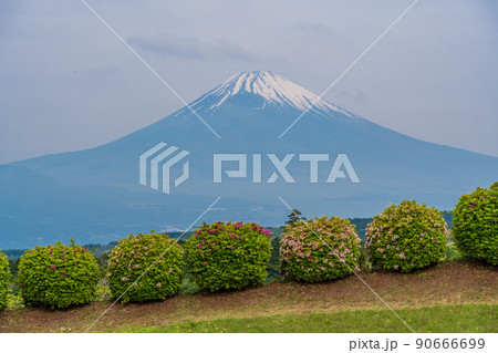 (静岡県)新緑が美しい山中城址公園 後方に富士山 (静岡県)新緑が美しい山中城址公園 後方に富士山 90666699