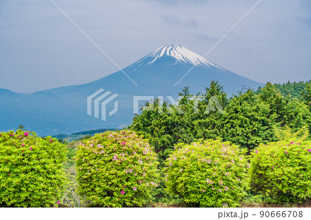 （静岡県）新緑が美しい山中城址公園　後方に富士山 90666708