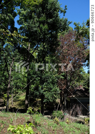 都内各所の公園などで発生しているナラ枯れ 90666723