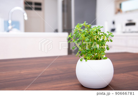 ダイニングテーブルに置いてある観葉植物 ダイニングテーブルに置いてある観葉植物 90666781