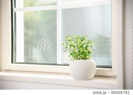 窓際に置いてある観葉植物 窓際に置いてある観葉植物 90666782