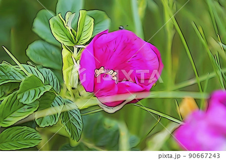 パステル調 ”満開のハマナスの花” イラストイメージ パステル調 ”満開のハマナスの花” イラストイメージ 90667243