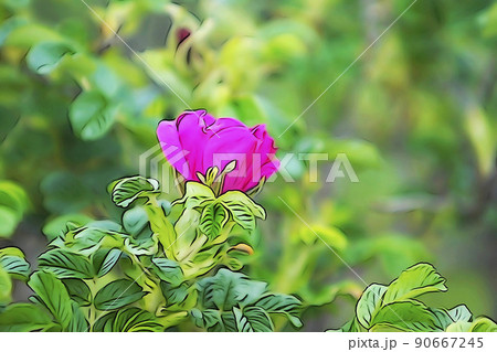 パステル調　”満開のハマナスの花”　イラストイメージ 90667245