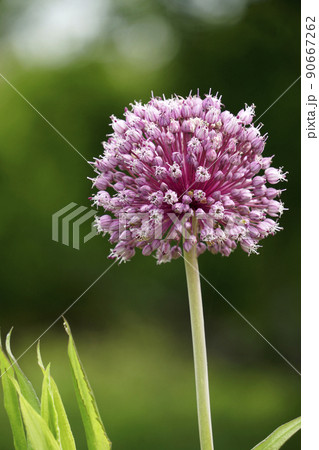 丸く大きいピンクのニンニクの花 90667262