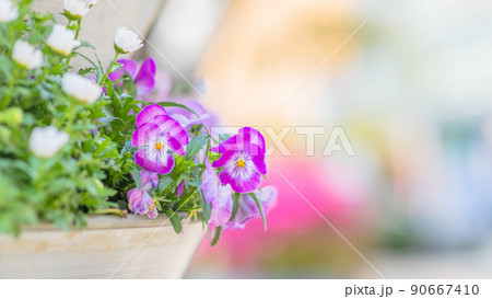 【神奈川県】花壇に咲くビオラ 【神奈川県】花壇に咲くビオラ 90667410