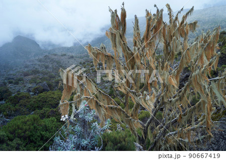 キリマンジャロ登山(マチェメルート)マチャメキャンプ場 キリマンジャロ登山(マチェメルート)マチャメキャンプ場 90667419