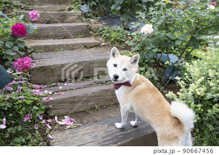 バラと振り向いた柴犬 90667456
