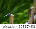 杭に止まるトンボ 90667458