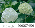 白と黄緑の紫陽花 90667459