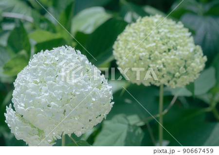 白と黄緑の紫陽花 90667459