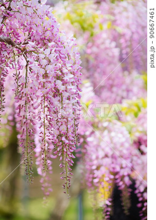 霧島市和気神社の藤の花 90667461