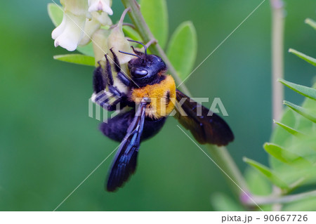 「ブーーン」羽音を鳴らして花の蜜や花粉を集めるクマバチ 「ブーーン」羽音を鳴らして花の蜜や花粉を集めるクマバチ 90667726