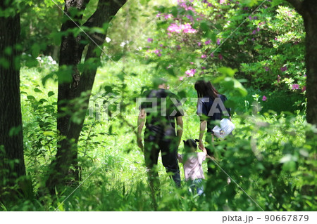 埼玉県鳩山町にある緑豊かな農村公園内のピンクの花咲く山道を幼い子供を真ん中にして手を繋いで歩く家族 埼玉県鳩山町にある緑豊かな農村公園内のピンクの花咲く山道を幼い子供を真ん中にして手を繋いで歩く家族 90667879
