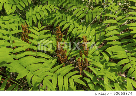 ゼンマイの緑の栄養葉と茶色の胞子葉/シダ植物 ゼンマイの緑の栄養葉と茶色の胞子葉/シダ植物 90668374