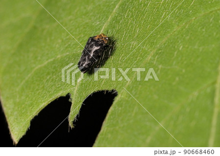 生き物 昆虫 クズノチビタマムシ、クズにつく小さなタマムシ。大きさは三ミリ強、黒と金のシックな姿 生き物 昆虫 クズノチビタマムシ、クズにつく小さなタマムシ。大きさは三ミリ強、黒と金のシックな姿 90668460