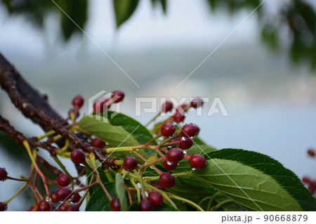 海沿いの花 海沿いの花 90668879