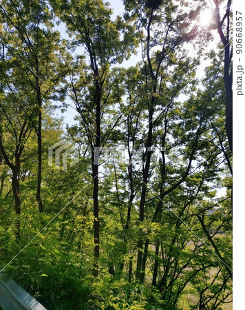 森林 樹木 風景 90668957