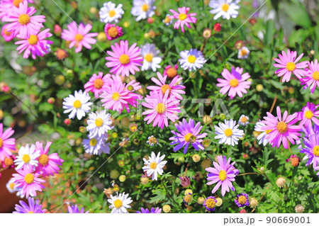 愛らしい姫小菊(ヒメコギク) 愛らしい姫小菊(ヒメコギク) 90669001