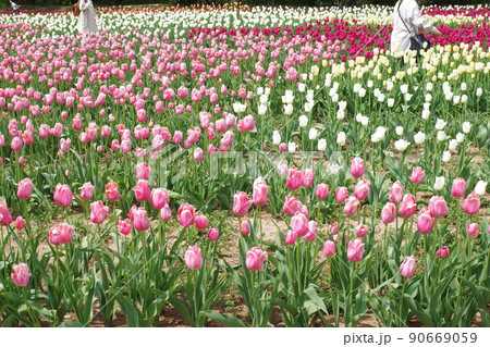 観光農園のチューリップ畑の景色 90669059