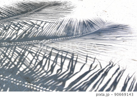 白いビーチに写る椰子の木の影 白いビーチに写る椰子の木の影 90669143