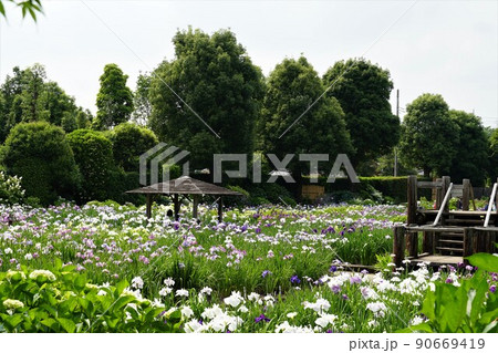 6月 埼玉県さいたま市 染谷花しょうぶ園に咲き誇る満開の花しょうぶの咲く風景 6月 埼玉県さいたま市 染谷花しょうぶ園に咲き誇る満開の花しょうぶの咲く風景 90669419