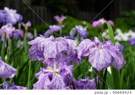 6月 埼玉県さいたま市 染谷花しょうぶ園に咲き誇る満開の花しょうぶの咲く風景 アップ・イメージ 6月 埼玉県さいたま市 染谷花しょうぶ園に咲き誇る満開の花しょうぶの咲く風景 アップ・イメージ 90669424