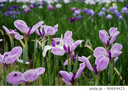 6月 埼玉県さいたま市 染谷花しょうぶ園に咲き誇る満開の花しょうぶの咲く風景アップ・イメージ 6月 埼玉県さいたま市 染谷花しょうぶ園に咲き誇る満開の花しょうぶの咲く風景アップ・イメージ 90669425