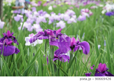 6月 埼玉県さいたま市 染谷花しょうぶ園に咲き誇る満開の花しょうぶの咲く風景 イメージ 6月 埼玉県さいたま市 染谷花しょうぶ園に咲き誇る満開の花しょうぶの咲く風景 イメージ 90669426