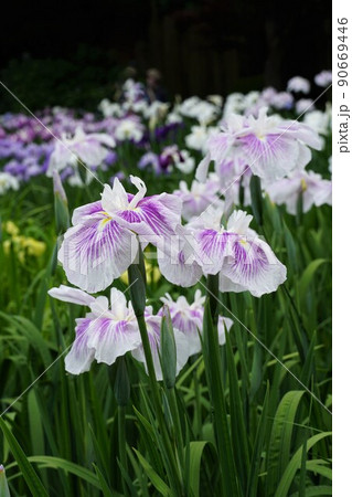 6月 埼玉県さいたま市 染谷花しょうぶ園に咲き誇る満開の花しょうぶの咲く風景 アップ・イメージ 6月 埼玉県さいたま市 染谷花しょうぶ園に咲き誇る満開の花しょうぶの咲く風景 アップ・イメージ 90669446