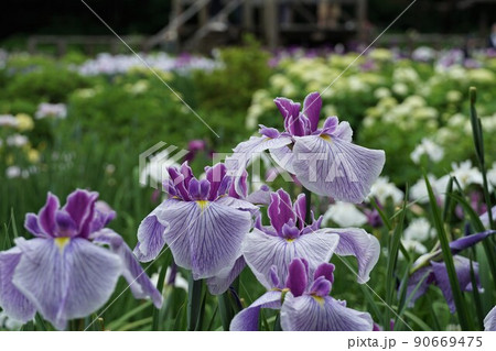 6月 埼玉県さいたま市 染谷花しょうぶ園に咲き誇る満開の花しょうぶの咲く風景 アップ・イメージ 6月 埼玉県さいたま市 染谷花しょうぶ園に咲き誇る満開の花しょうぶの咲く風景 アップ・イメージ 90669475