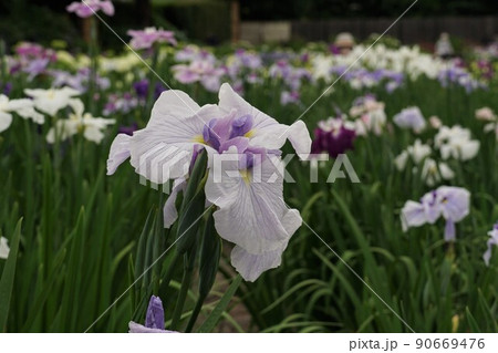 6月 埼玉県さいたま市 染谷花しょうぶ園に咲き誇る満開の花しょうぶの咲く風景 アップ・イメージ 6月 埼玉県さいたま市 染谷花しょうぶ園に咲き誇る満開の花しょうぶの咲く風景 アップ・イメージ 90669476