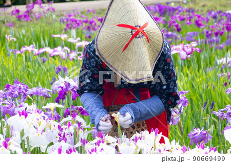 梅雨晴れの横須賀しょうぶ園 梅雨晴れの横須賀しょうぶ園 90669499