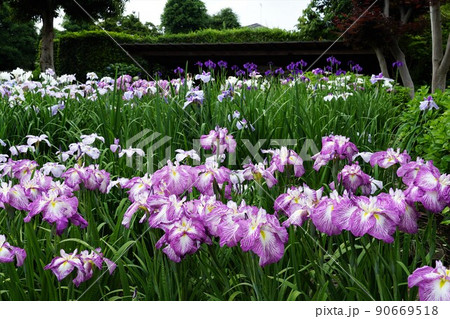 6月　埼玉県さいたま市　染谷花しょうぶ園に咲き誇る満開の花しょうぶの咲く風景 90669518