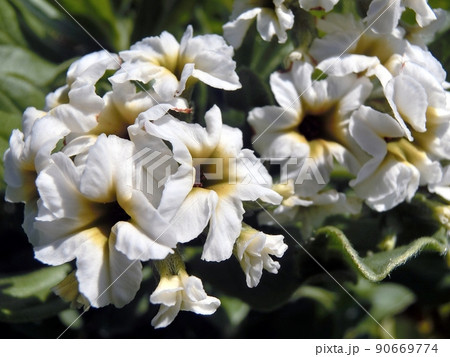 スナビキソウ（秋田県男鹿市入道崎・6/10） 90669774