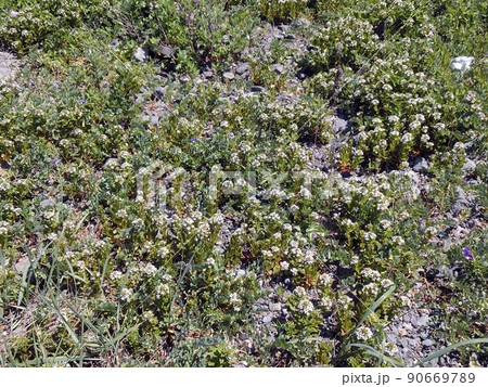 ハマボッス（秋田県男鹿市入道崎・6/10）一面ハマボッスの花畑だった。 90669789