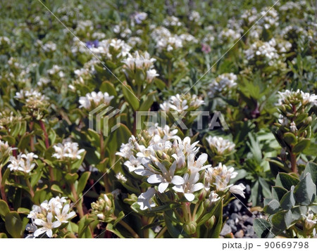 ハマボッス（秋田県男鹿市入道崎・6/10） 90669798