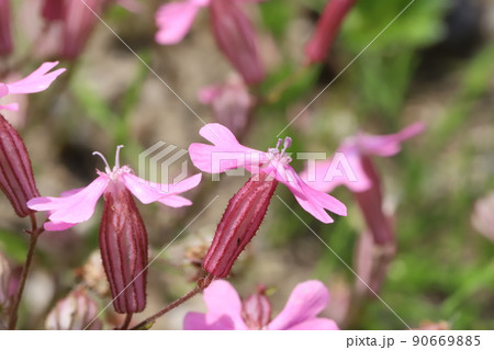 春の日本の公園に咲くピンク色のレッドキャンピオンの花 春の日本の公園に咲くピンク色のレッドキャンピオンの花 90669885