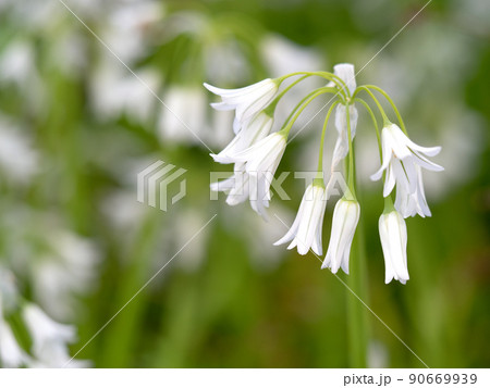 アリウム・トリケトラム 90669939