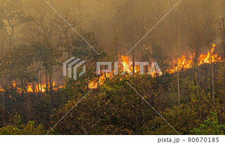 Wildfire disaster in tropical forest caused by human 90670185