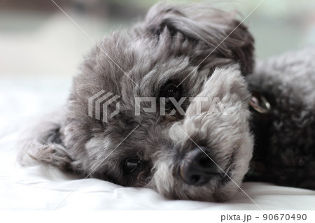 室内で白いシーツの上で寝そべるトイプードルの表情 90670490